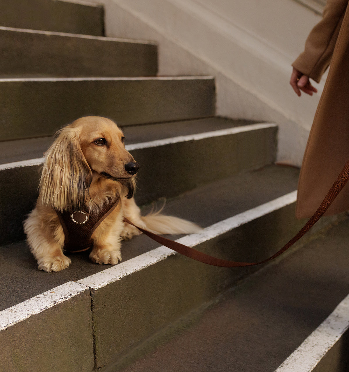 Espresso Dog Harness