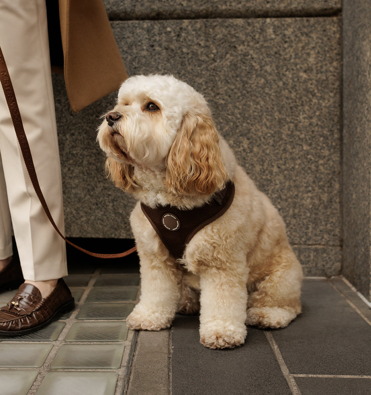 Espresso Dog Harness