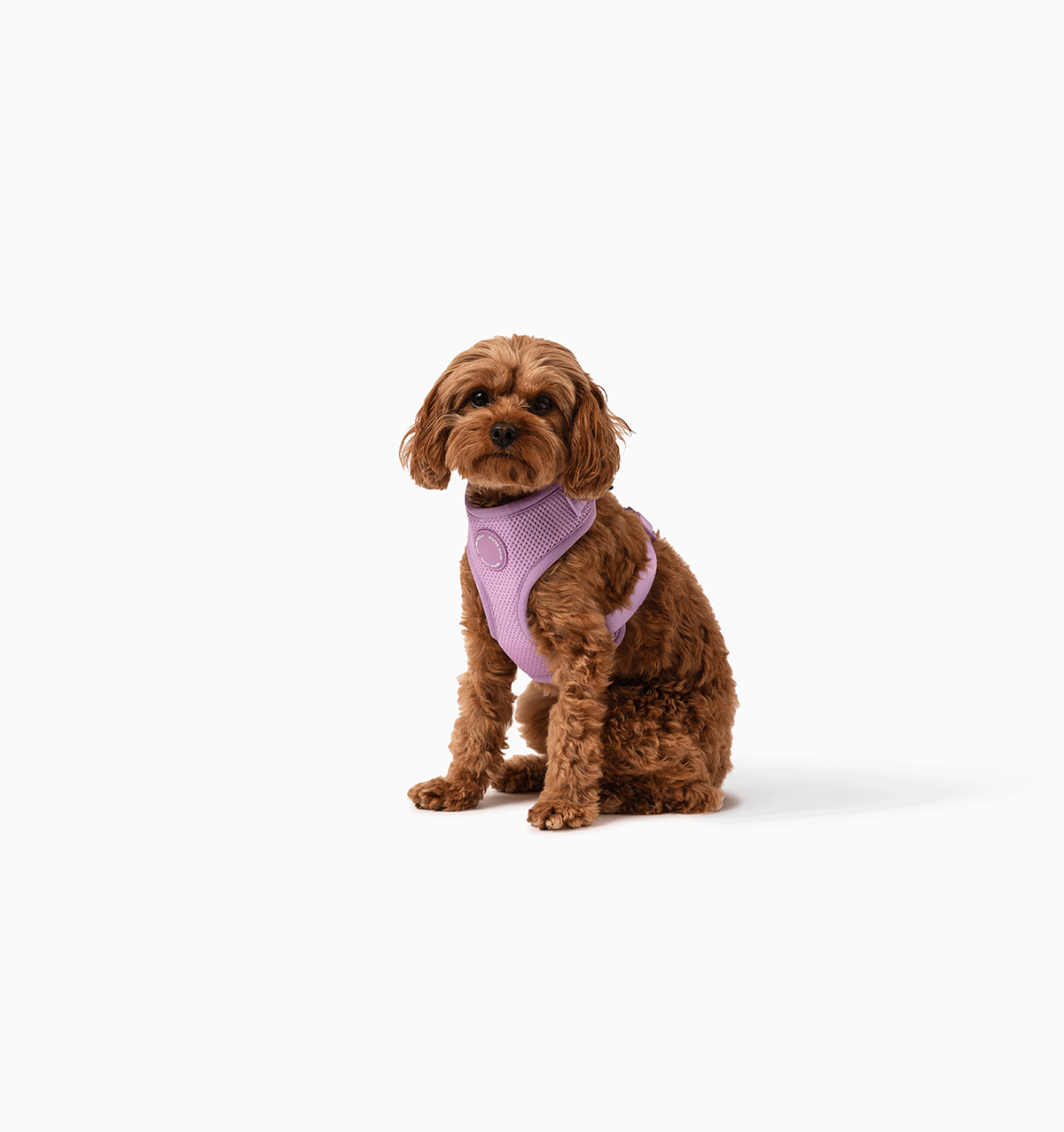 Pale Purple Dog Harness
