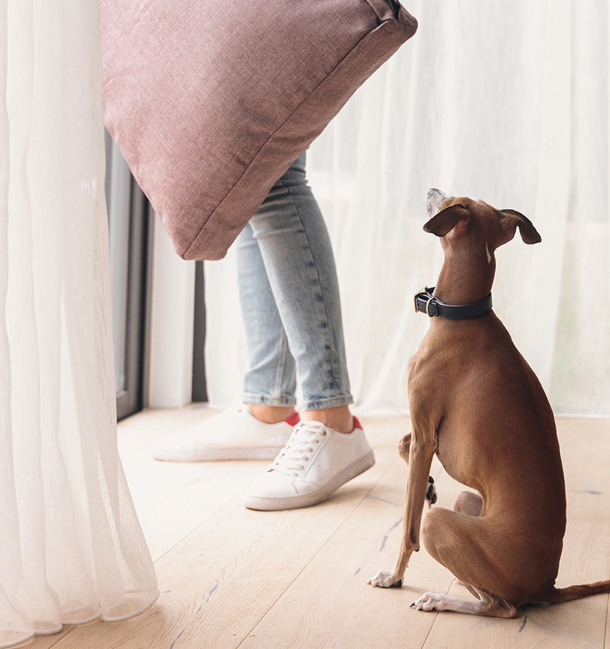 Flying High: Virgin Australia’s New Pet Friendly Flight from Melbourne to the Gold Coast