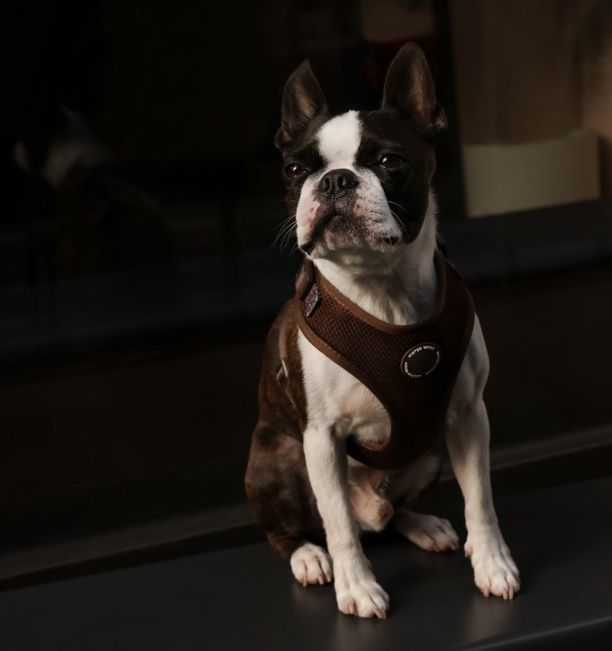 Espresso Dog Harness