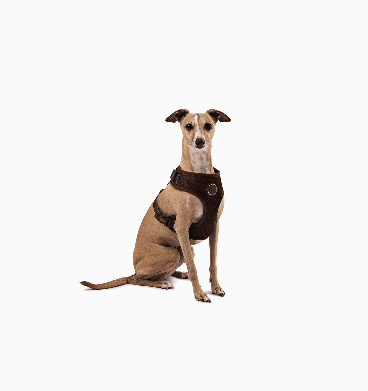 Espresso Dog Harness