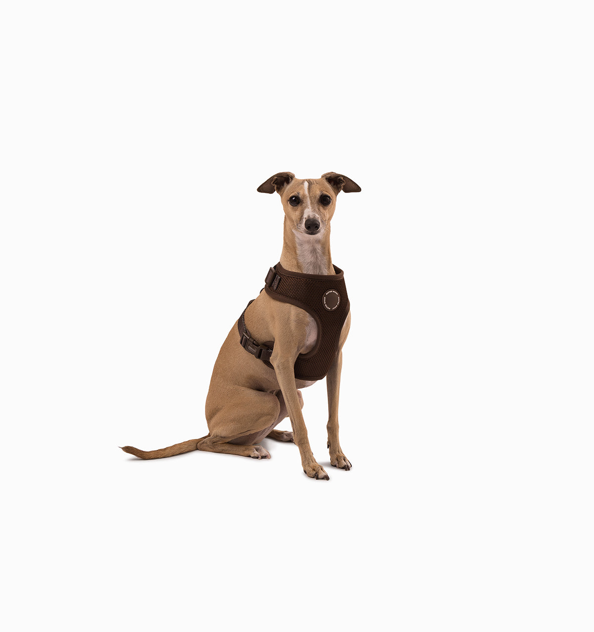 Espresso Dog Harness