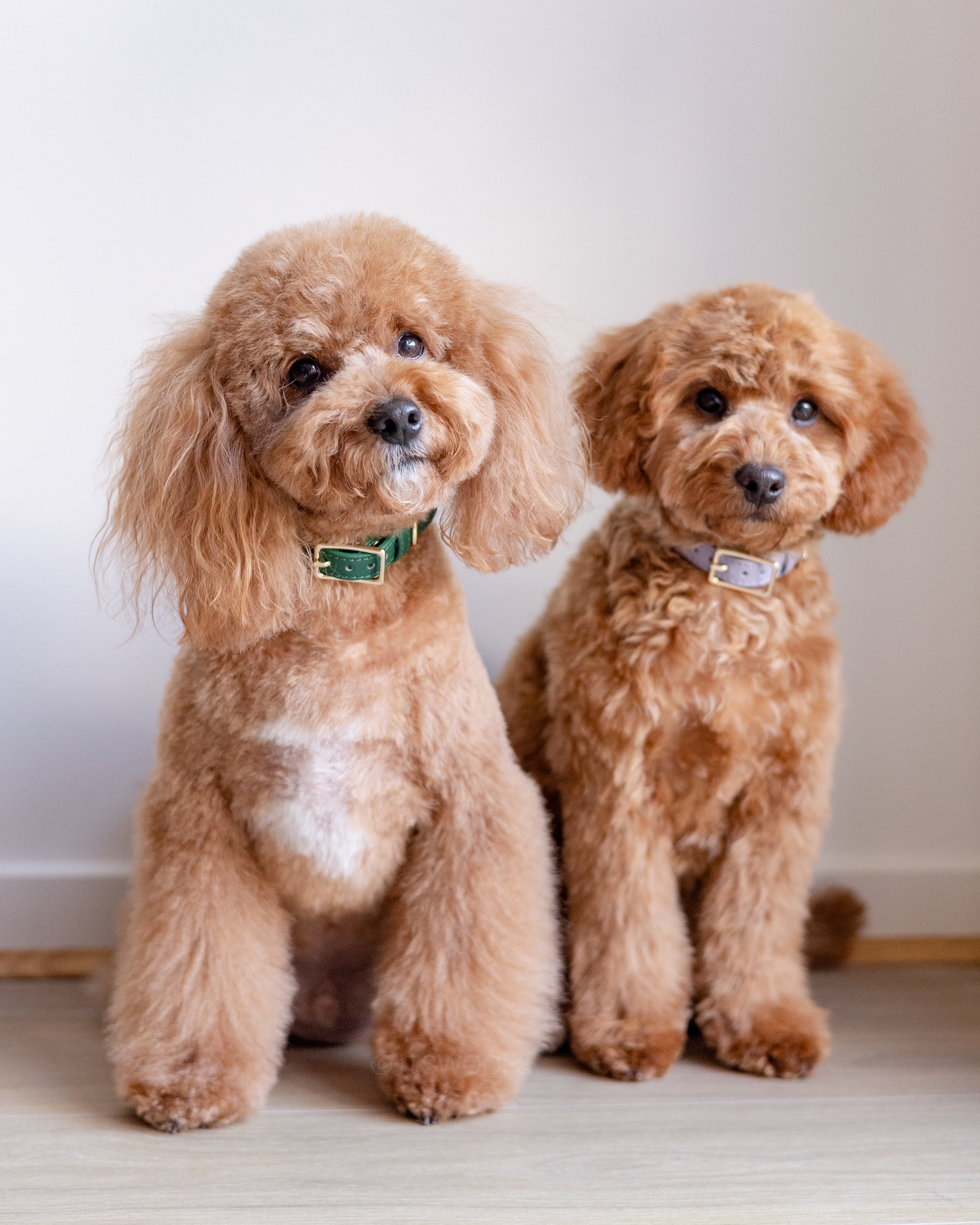 The Collar, Lead & Poop Bag Holder Bundle